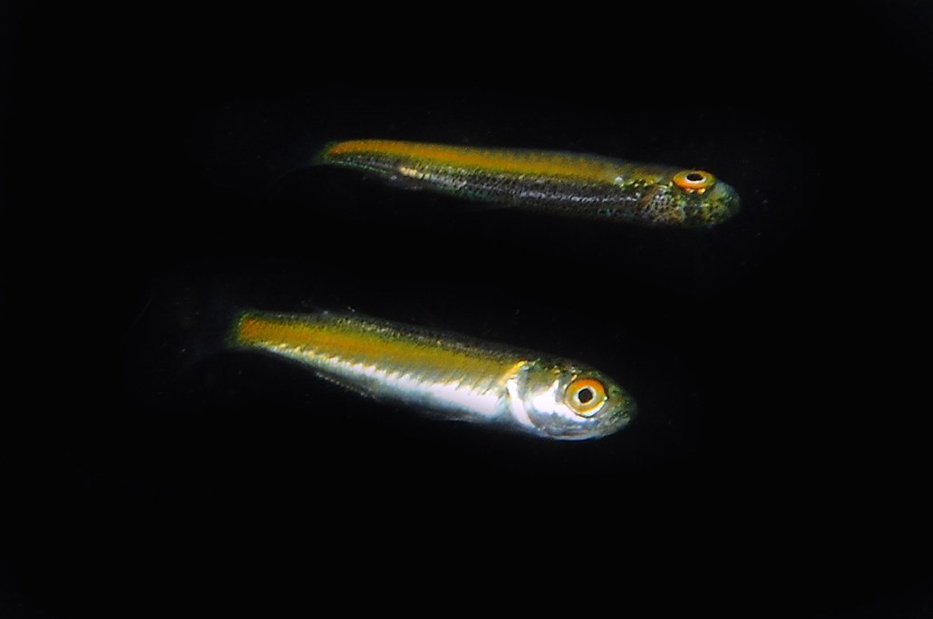 juvenile Liza cf. ramada